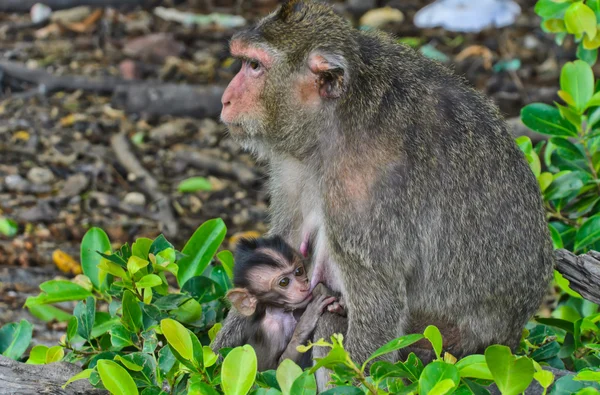 Monkey breastfeeding its baby — Stock Photo, Image